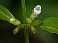 Small-Flowered Melissa